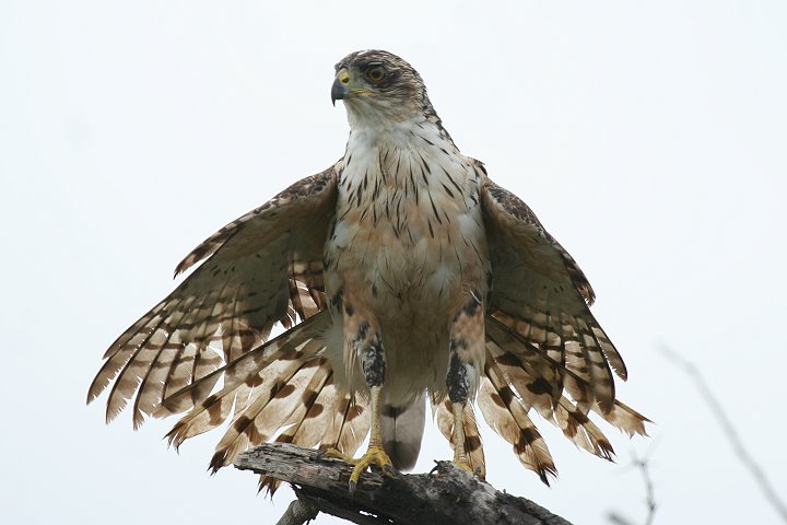 Great Sparrow Hawk
