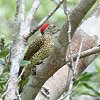 Green-backed Woodpecker ヒメアフリカアオゲラ