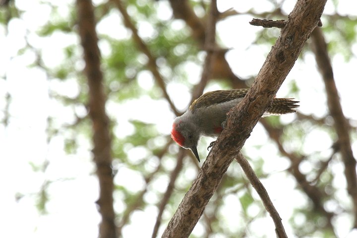 Grey Woodpecker