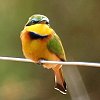 Little Bee-eater ヒメハチクイ