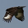 Long-crested Eagle エボシクマタカ