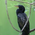 Long-tailed Cormorant　アフリカコビトウ