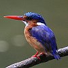 Malachite Kingfisher カンムリカワセミ