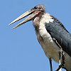 Marabou Stork　アフリカハゲコウ
