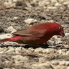 Red-billed Firefinch コウギョクチョウ