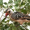 Red-billed Hornbill アカハシコサイチョウ