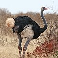 Somali Ostrich　ソマリアダチョウ