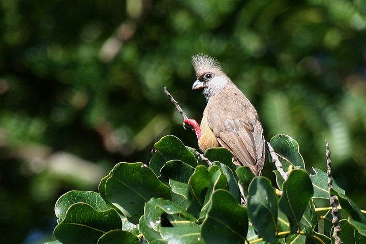 Speckled Mousebird