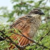 White-browed Coucal マミジロバンケン