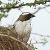 White-browed Sparrow-Weaver マミジロスズメハタオリ