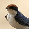 Wire-tailed Swallow ハリオツバメ