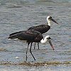 Wolly-necked Stork エンビコウ