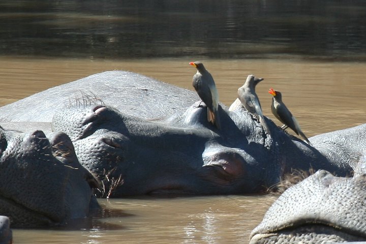 Yellow-billed Oxpecker