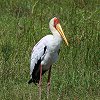 Yellow-billed Stork　アフリカトキコウ
