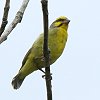 Yellow-fronted Canary キマユカナリア