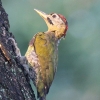 Laced Woodpecker タケアオゲラ