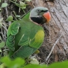 Red-breasted Parakeet ダルマインコ