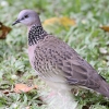 Spotted Dove カノコバト