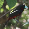 Black-and-red Broadbill クロアカヒロハシ