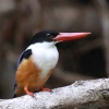 Black-capped Kingfisher ヤマショウビン