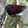 Black-throated Sunbird ムナグロタイヨウチョウ