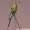 Blue-tailed Bee-eater ハリオハチクイ