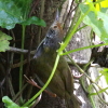 Common Tailorbird オナガサイホウチョウ