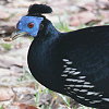 Crested Fireback コシアカキジ