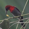 Crimson Sunbird キゴシタイヨウチョウ