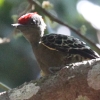 Grey-and-buff Woodpecker カンムリコゲラ