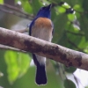 Malaysian Blue-Flycatcher マリーシアヒメアオヒタキ