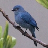 Pale Blue-flycatcher　ウスヒメアオヒタキ