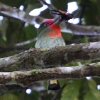 Red-bearded Bee-eater ムネアカハチクイ