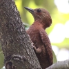 Rufous Woodpecker クリチャゲラ