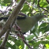 Thick-billed Green Pigeon ハシブトアオバト