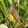 Yellow-bellied Warbler マミジロムシクイ