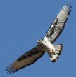 African Eagle-Hawk モモジロクマタカ
