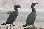Cape Cormorant キノドハナグロウ