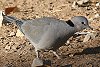 Cape Turtle Dove アフリカジュズカケバト