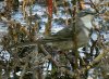 Cape Wagtail サバクハクセキレイ