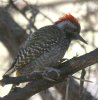 Cardinal Woodpecker アフリカキツツキ