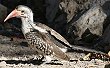 Damara Hornbill アカハシコサイチョウの南西アフリカ亜種