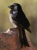 Fork-tailed Drongo オウチュウ