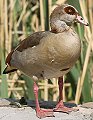 Egyptian Goose エジプトガン