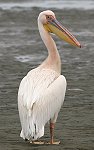 Great-white Pelican モモイロペリカン