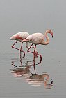 Greater Flamingo オオフラミンゴ