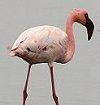 Lesser Flamingo コフラミンゴ