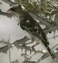 Scaly-feathered Finch キクスズメ