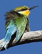 Swallow-tailed Bee-Eater エンビハチクイ