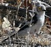 White-crested Helmet-Shrike エボシメガネモズ